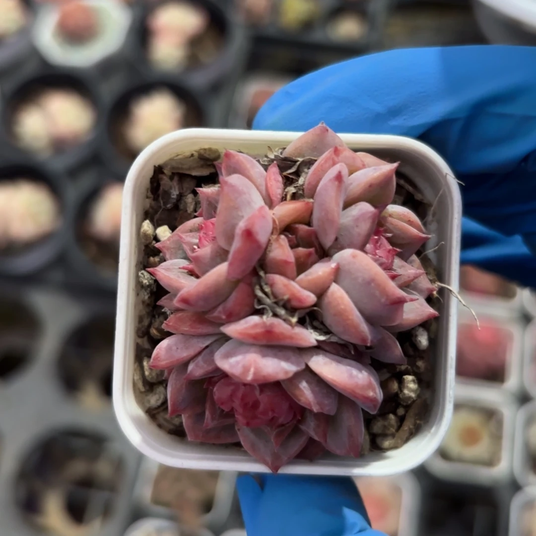 冻唇蜜三头脱土发货