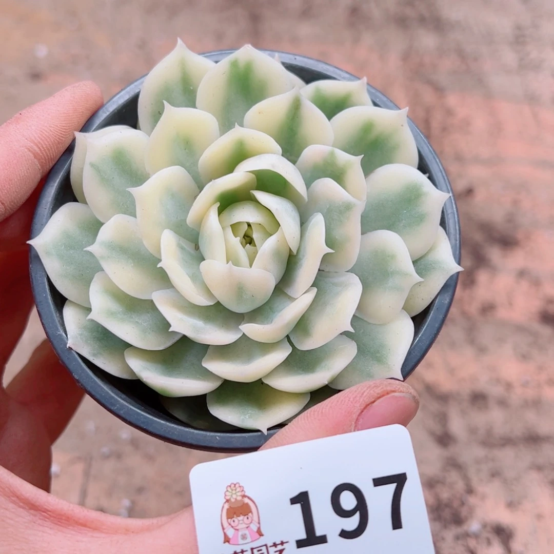 多肉植物多肉植物