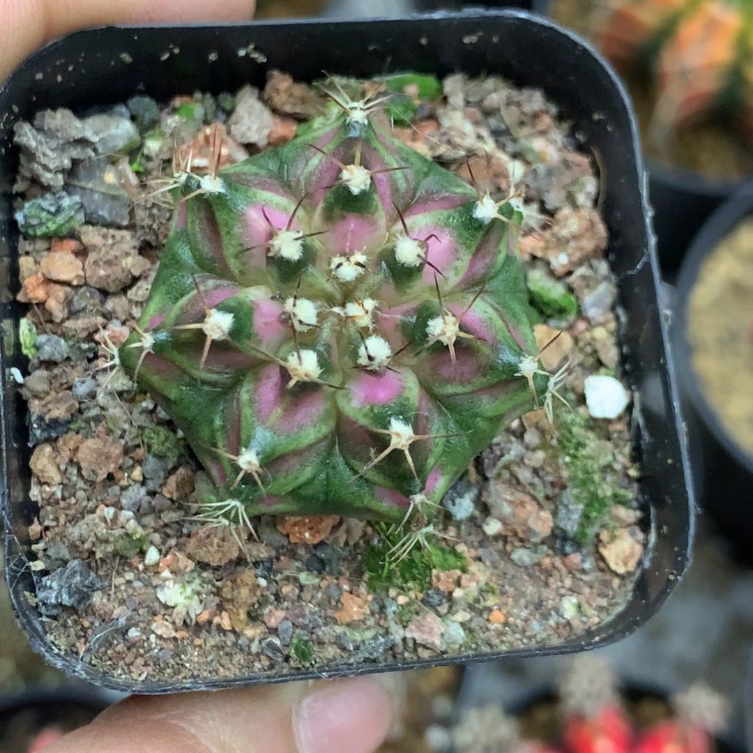 仙人球米哈海神15