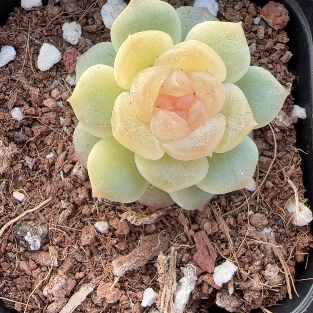 小卡拉米糖心一物一拍