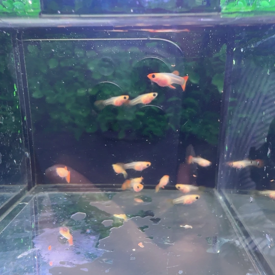 孔雀鱼深海蓝玻璃猫苗子10条