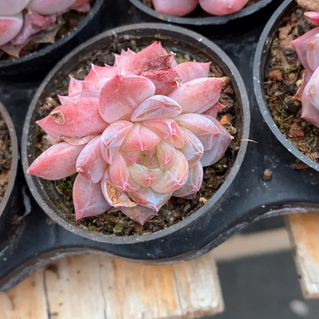 精品多肉一物一拍不包整049