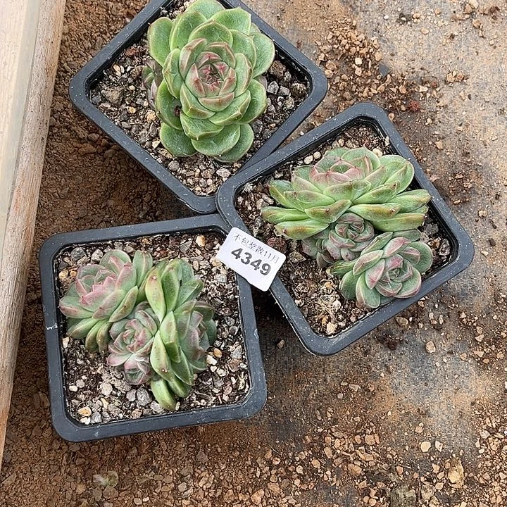 三***薇阿雅园艺。         4349