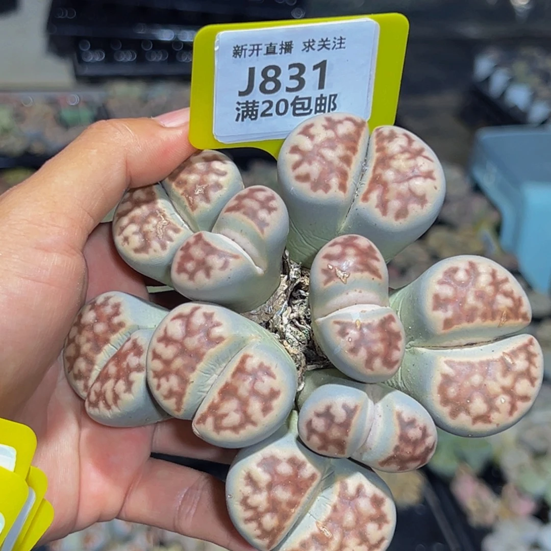 831 生石花大群生一物一拍