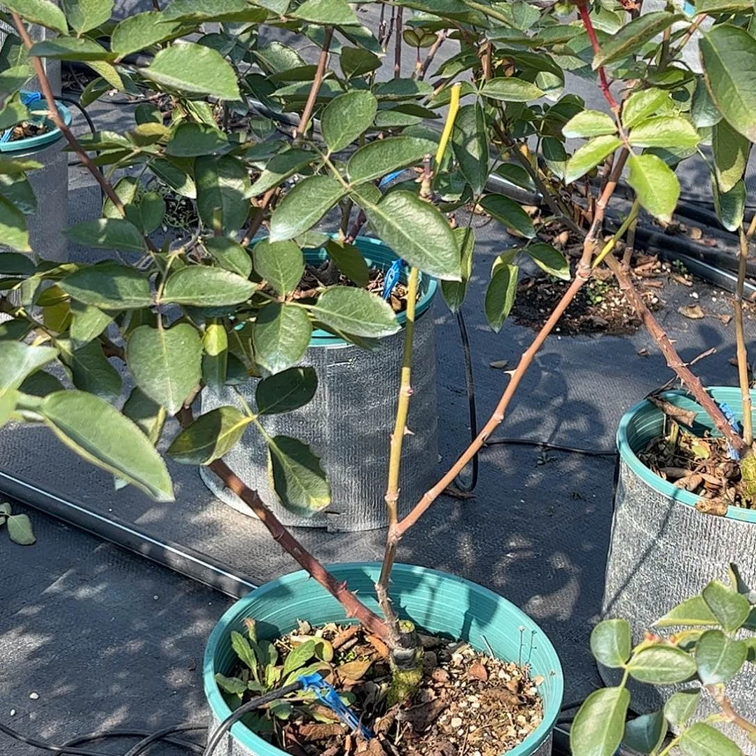 无花朵伊芙飞溅，1.8加仑土球发货