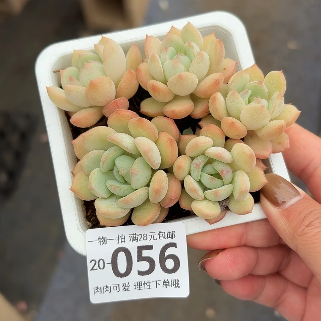 蜜桃格林无盆土发货