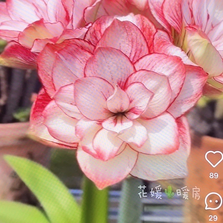 美羊羊直径6+基地球