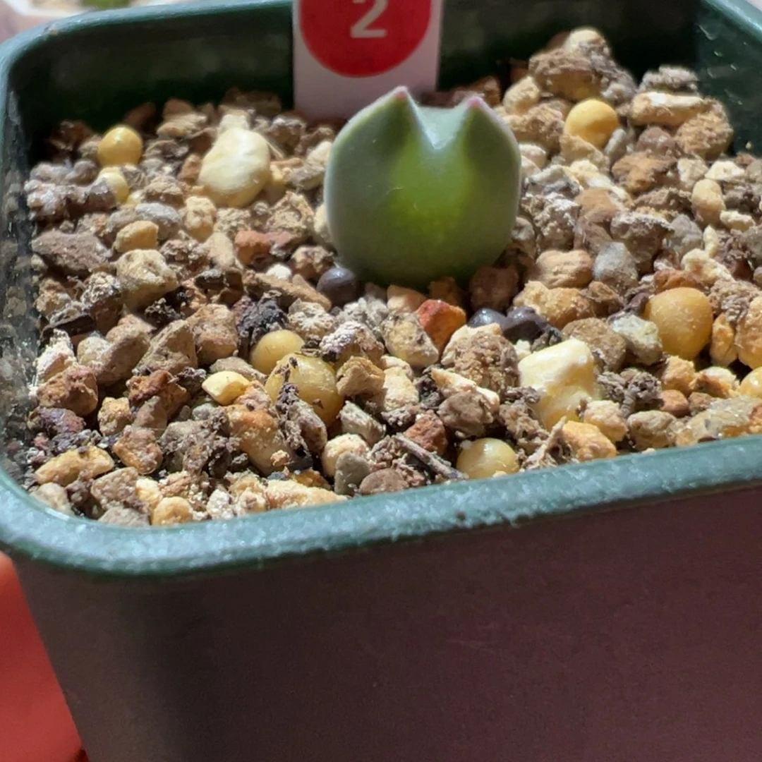 大眼睛肉锥，一物一拍