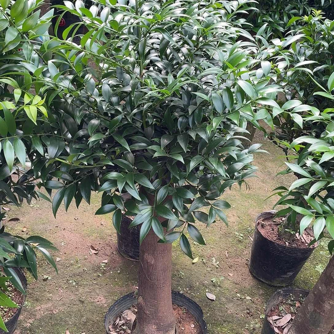 完全开放竹柏老桩一物一拍顺丰包邮