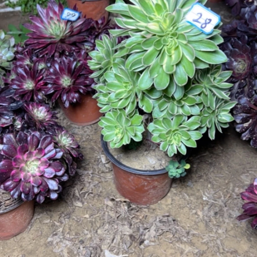 【闪购商品】多肉植物青莲28