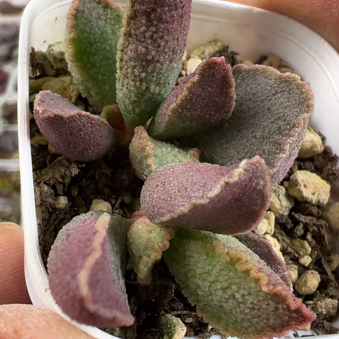 昭君水泡多肉植物