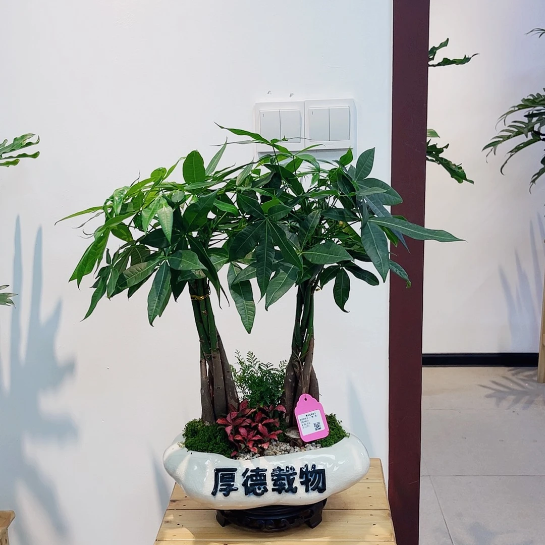 完全开放高端盆景一物一拍