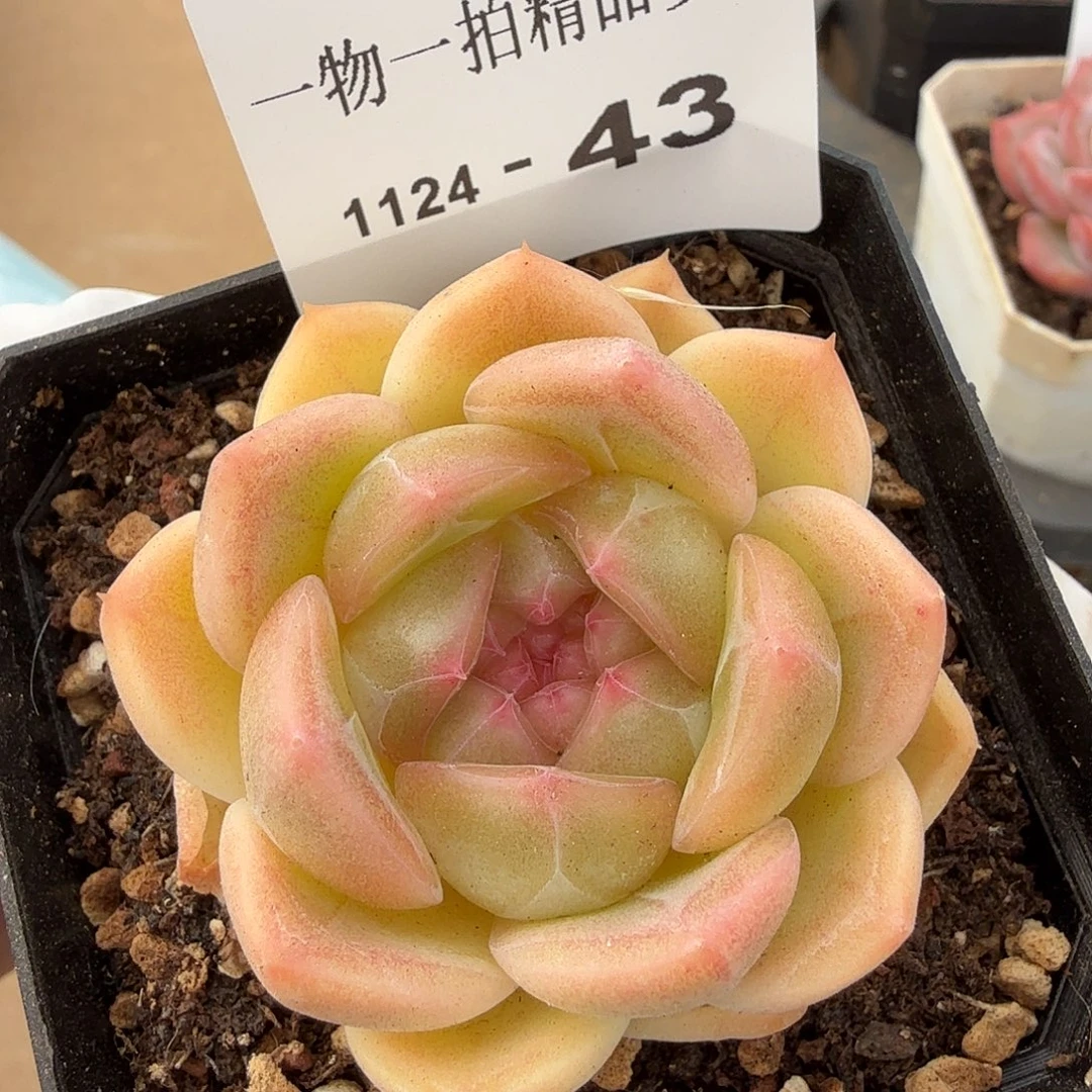 1124-43单颗多肉，