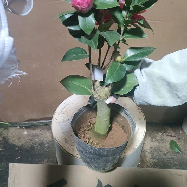 325喜悦，原盆原土发货，不包邮