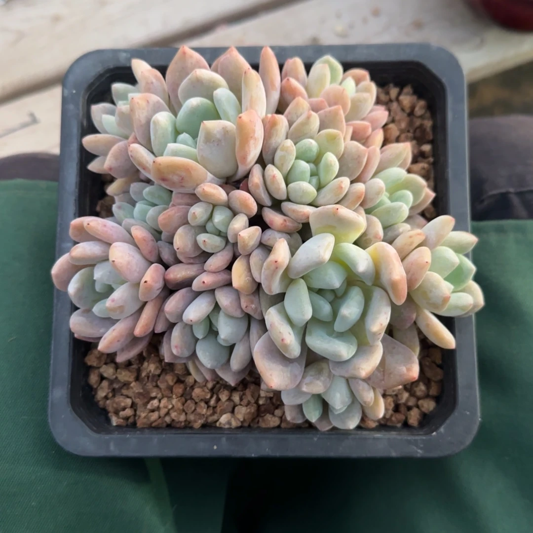 冰城群生五十包邮