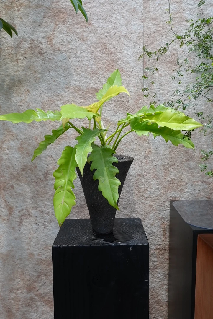 花涧·小众观叶好养桌面绿植（黄金火之戒）