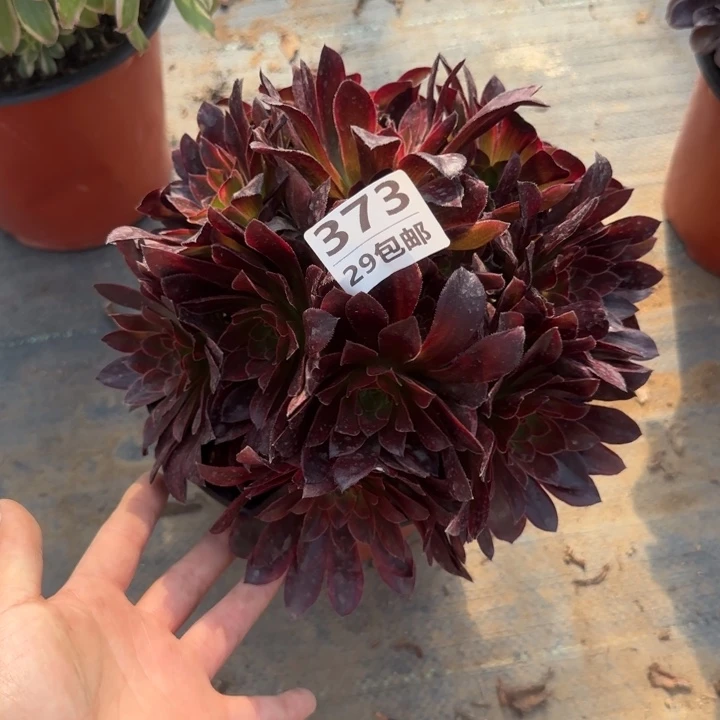 金丝缕……多肉植物……