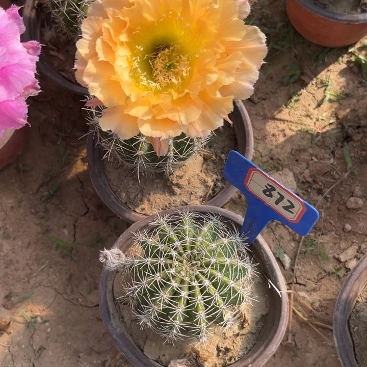 绕***柔872，彩草金可可。。