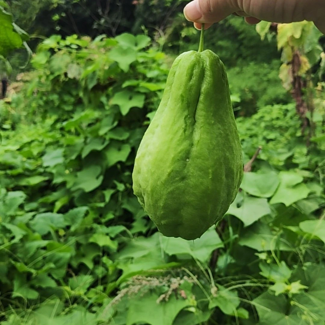 云南新鲜佛手瓜可生吃蔬菜孕妇宝宝辅食煲汤佳品