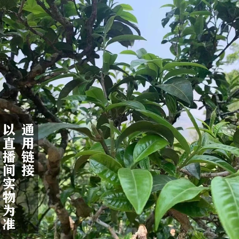 2023年磨烈头春大树生茶散茶250g
