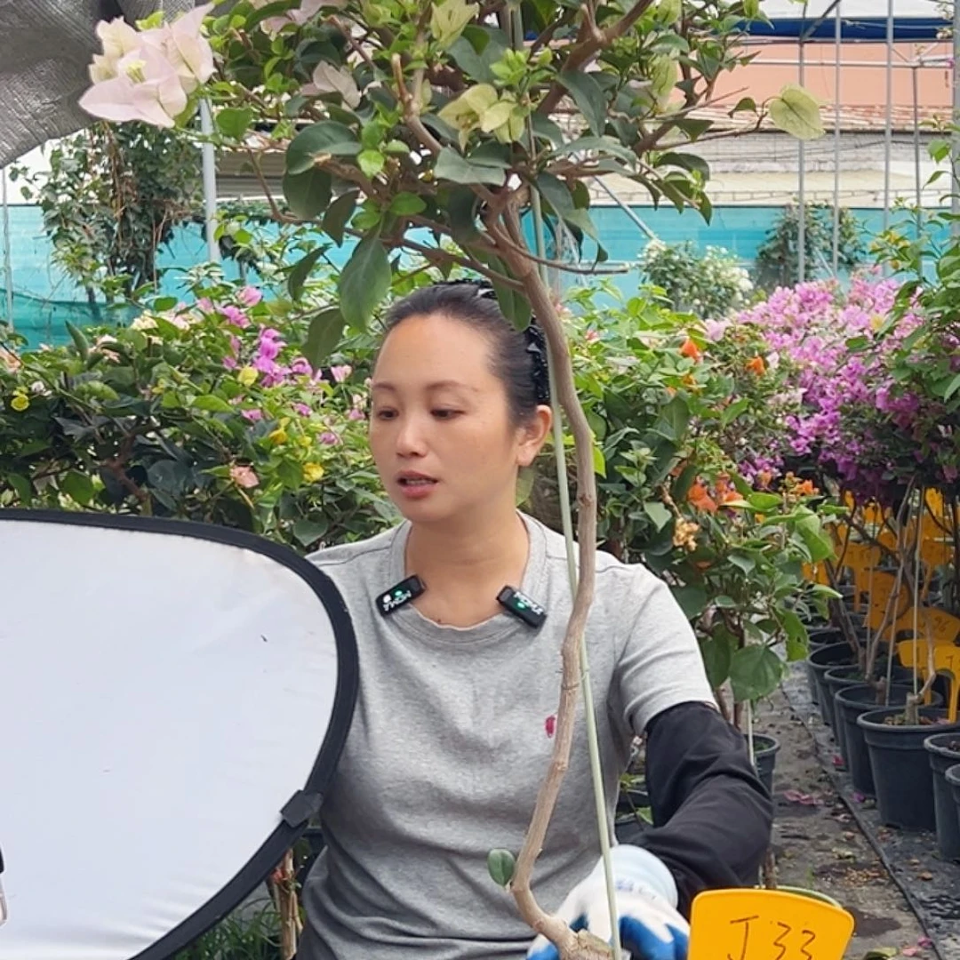 大部分花苞少量开放J33苹果花