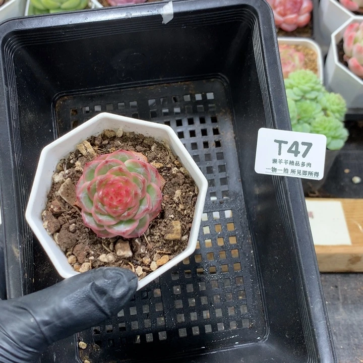 *****懒羊羊一物一拍专拍