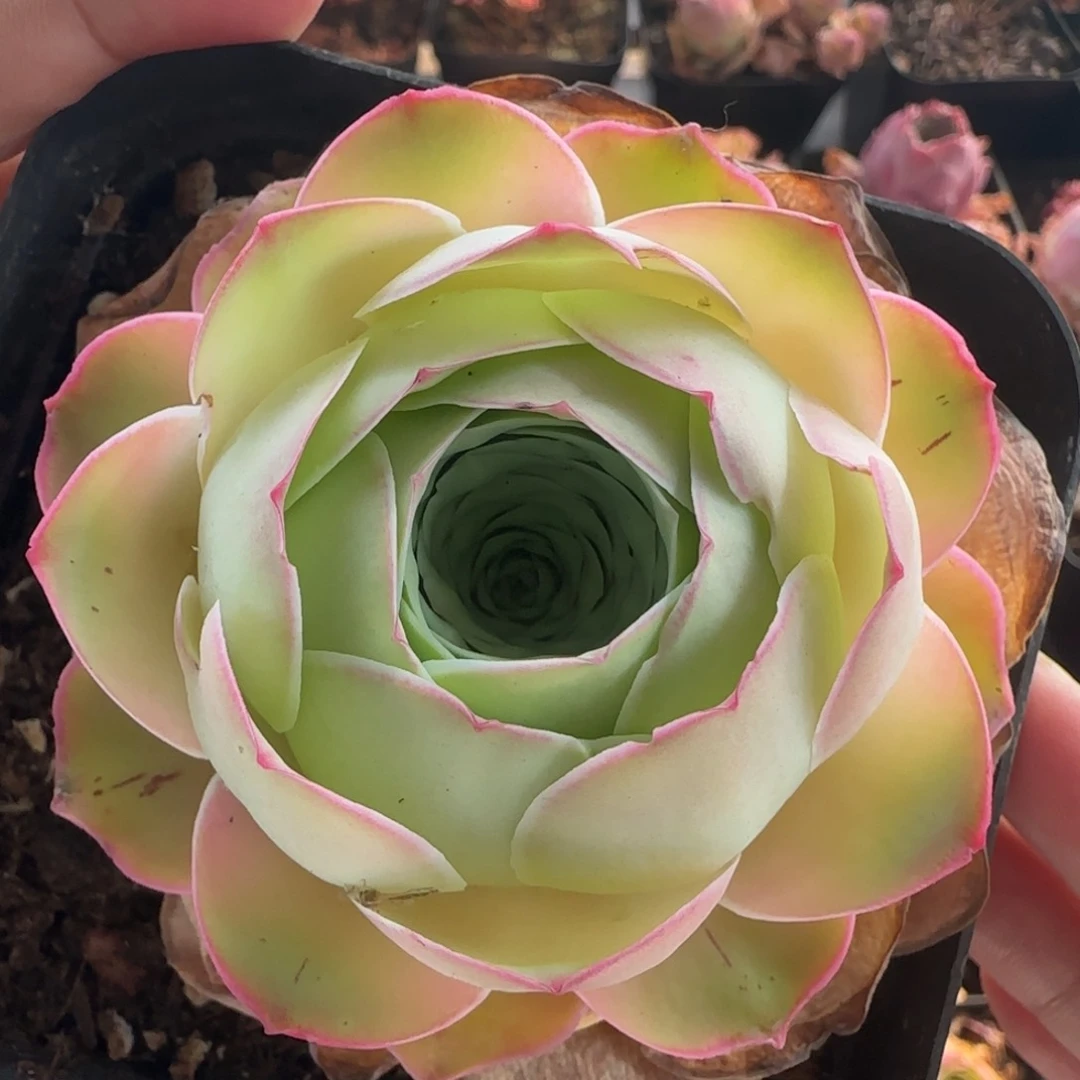 Y798半城玫瑰恋红尘