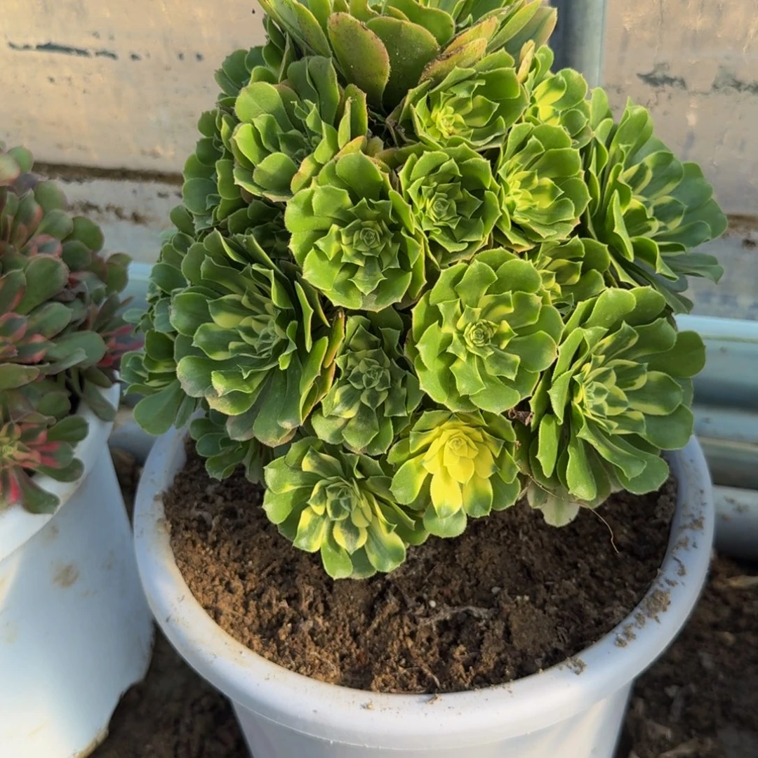 300新尼亚。多肉植物