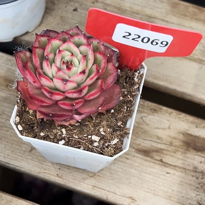 葡***猫糖心。   22069号。