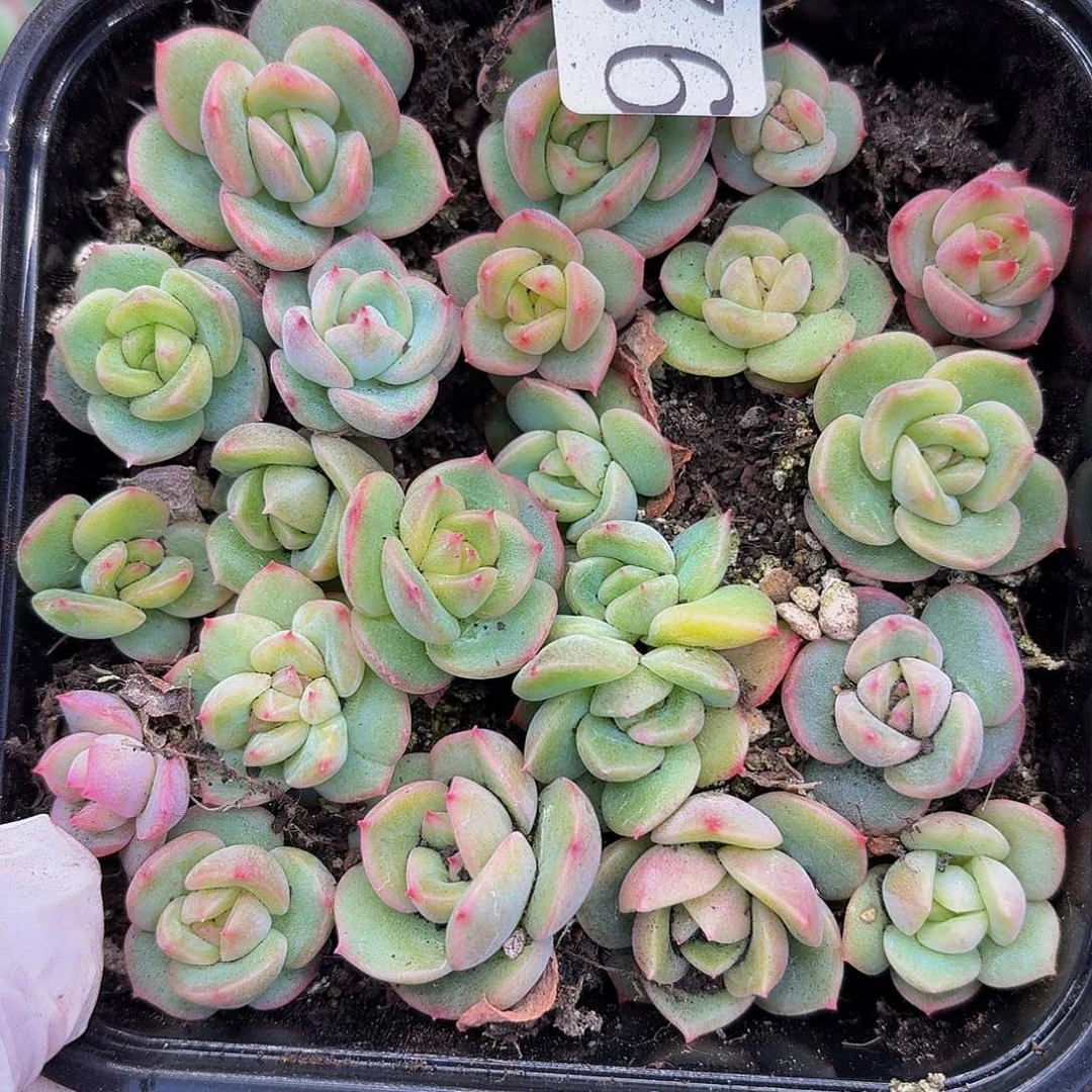 多肉植物多肉植物922
