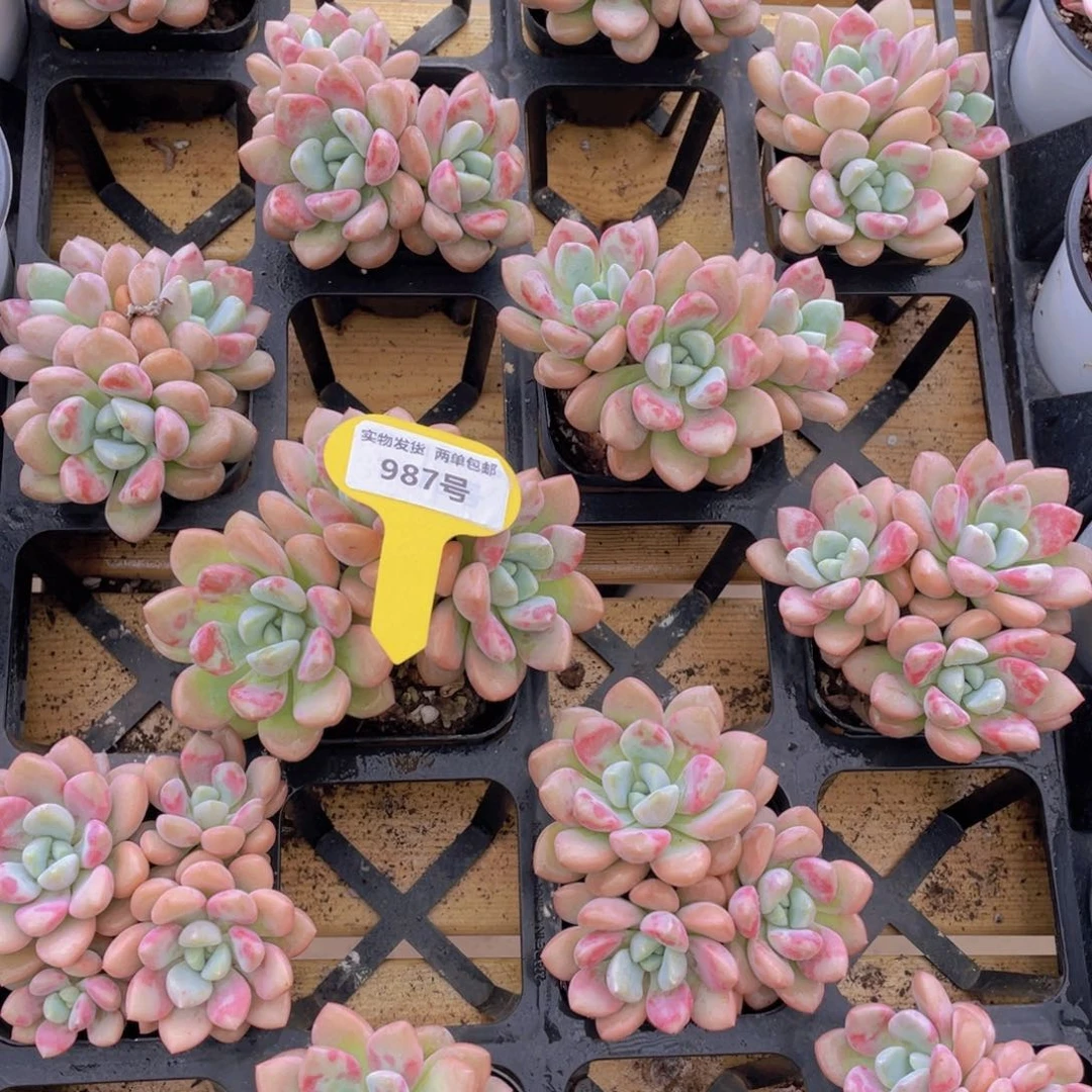 987号 白鹭花斑鹭老桩群生一个