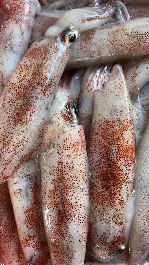 天然野生鲜活鱿鱼海钓速冻顺丰包邮
