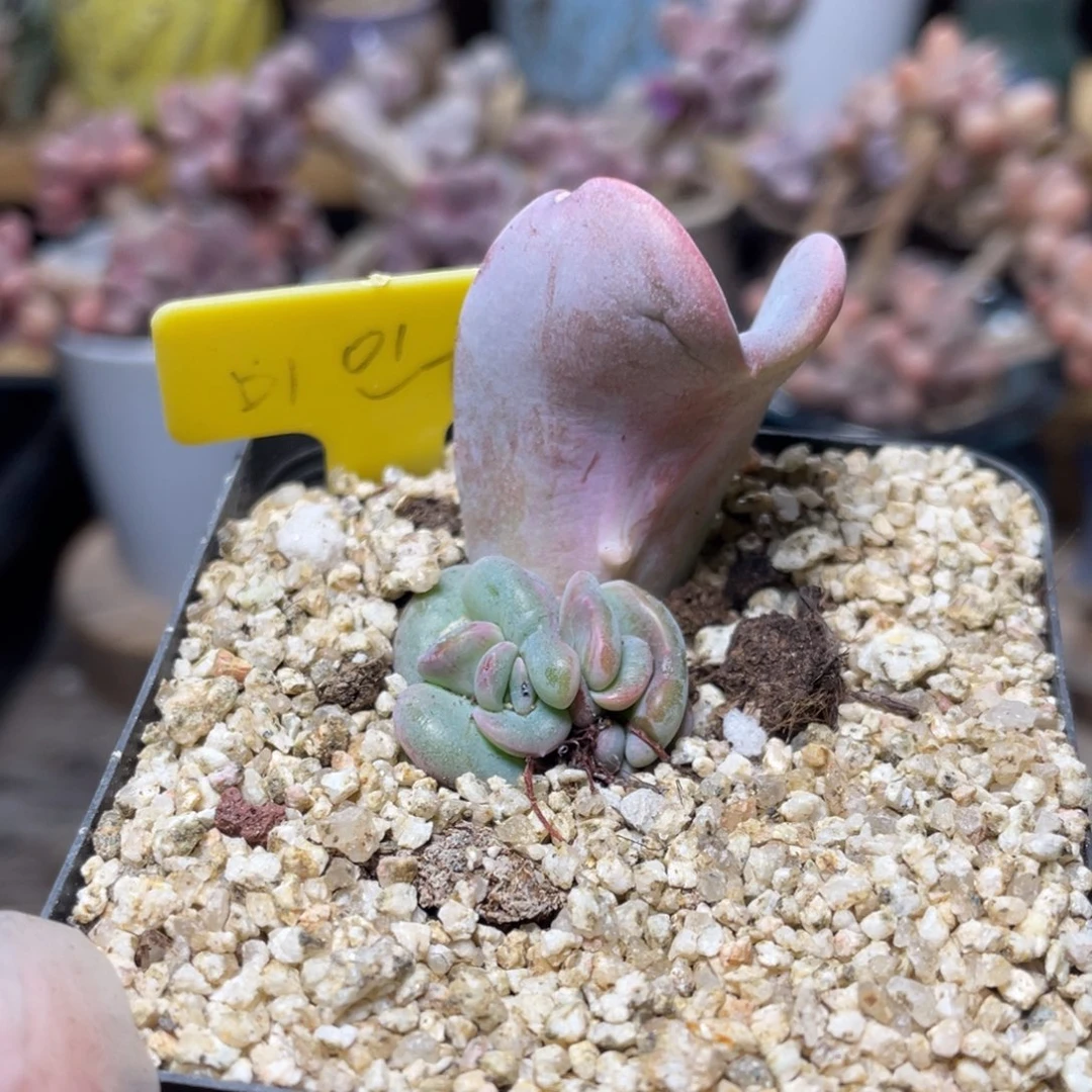 爱的松雪的松多肉植物