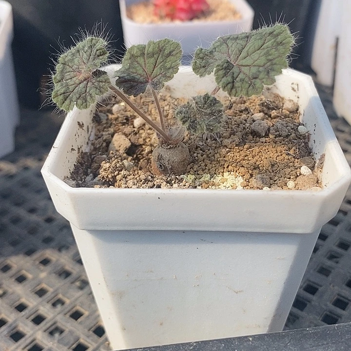 圆叶洋葵，一物一拍带盆发