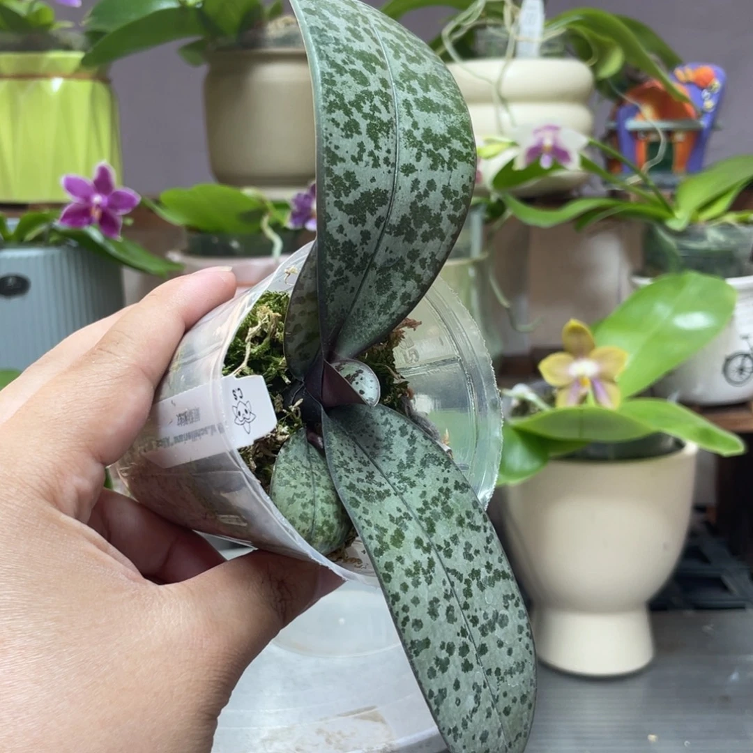 完全开放爱丽丝西，分生，2.5杯苗1棵