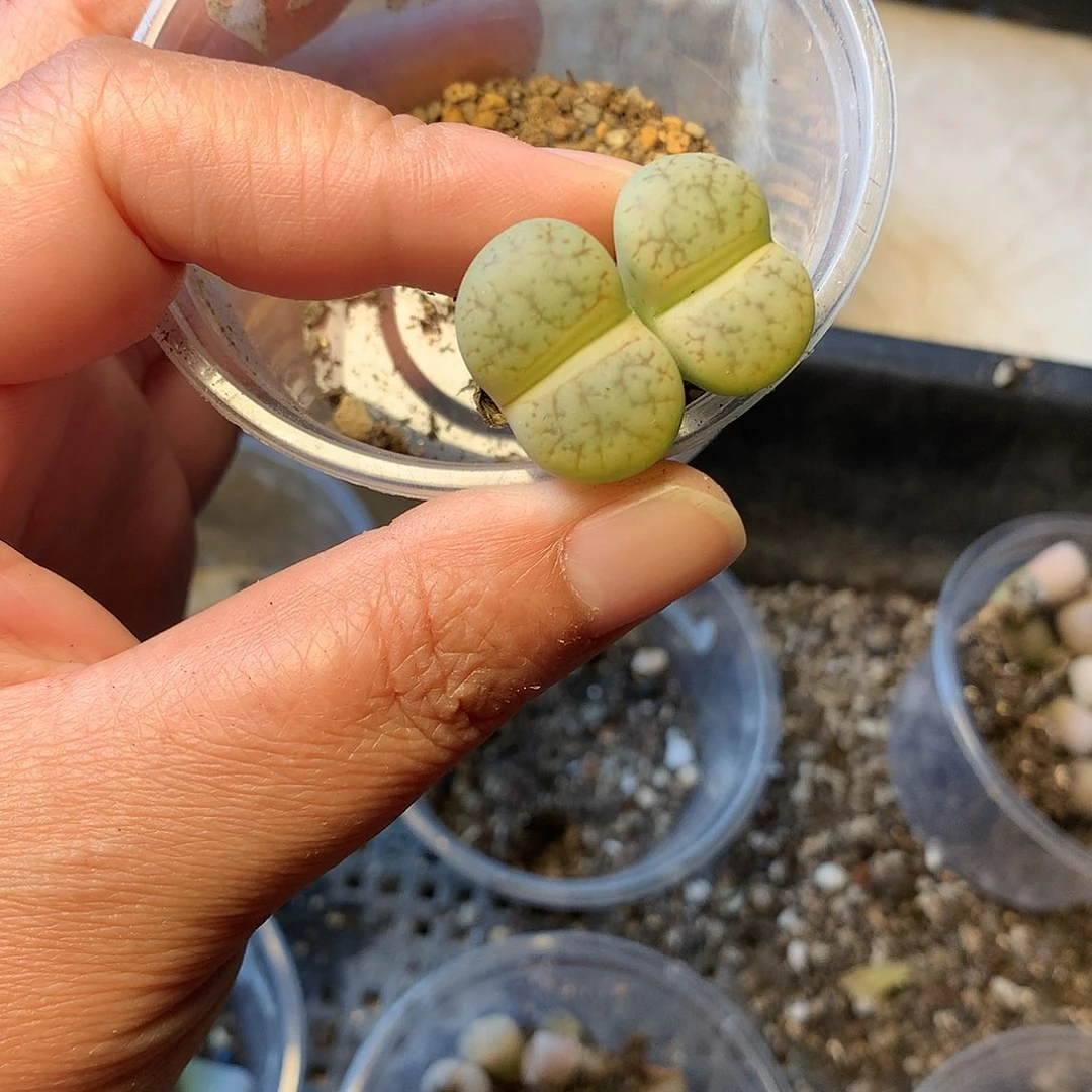 A64多肉植物保护
