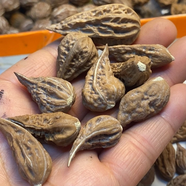 有***梁吊坠桃核娜姐真的24
