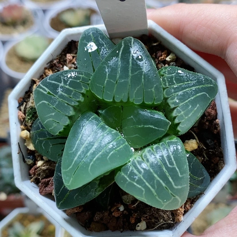 【闪购商品】25粉色甜心