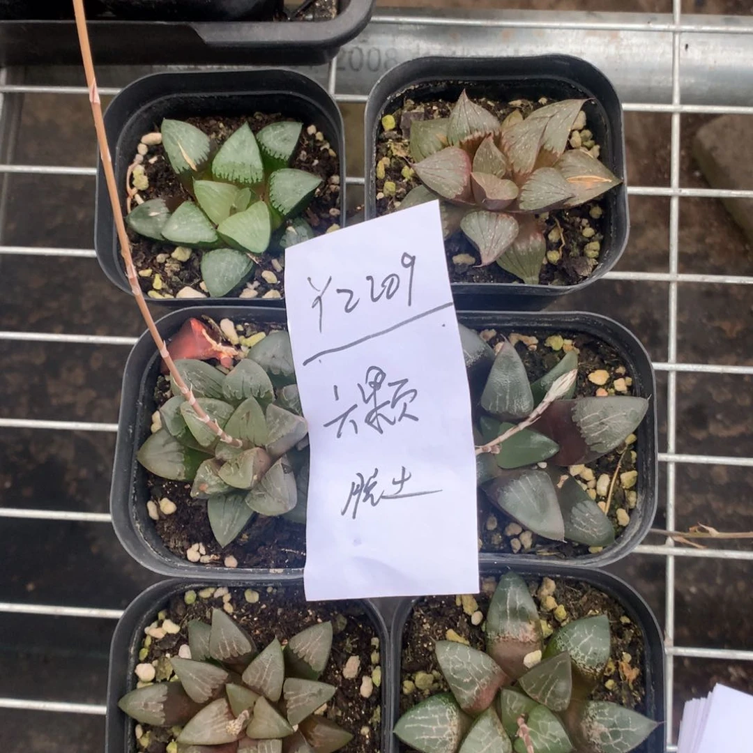 2209。 六颗福利。