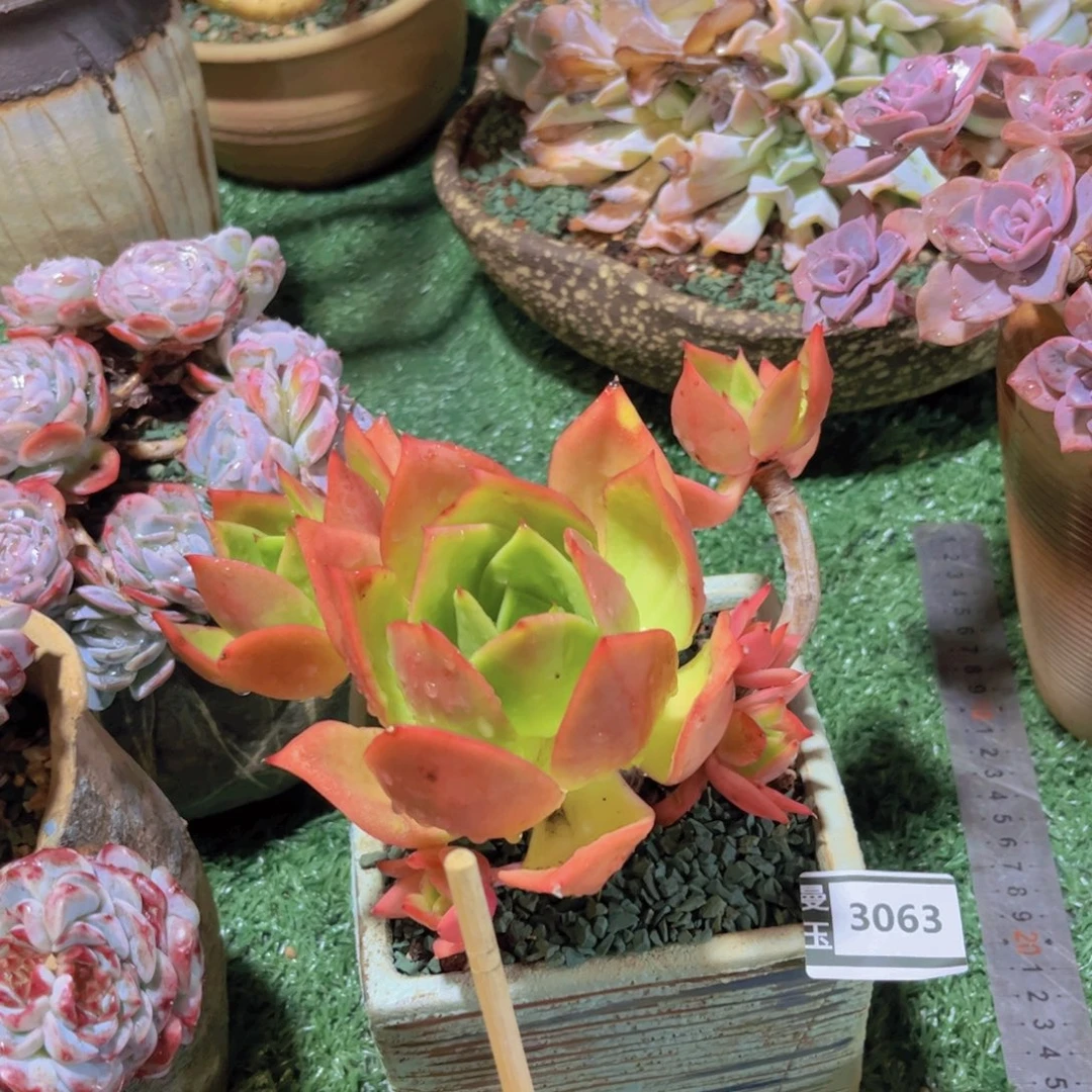腾云多肉植物3063