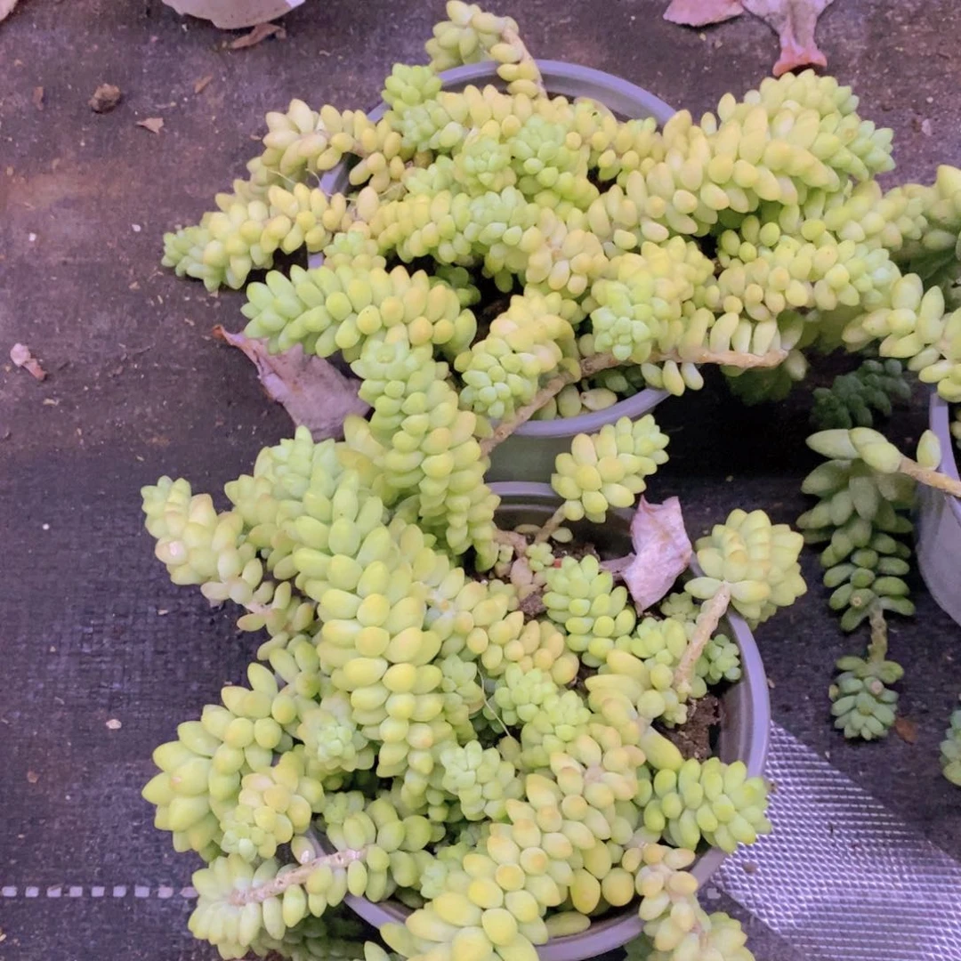 彩虹玉坠散装带盆土两盆