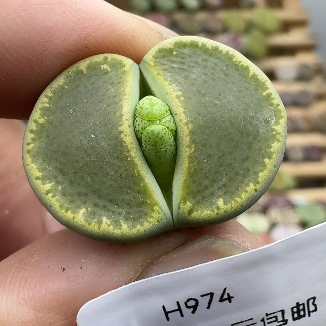 一***光974多肉哈哈哈哈哈哈哈