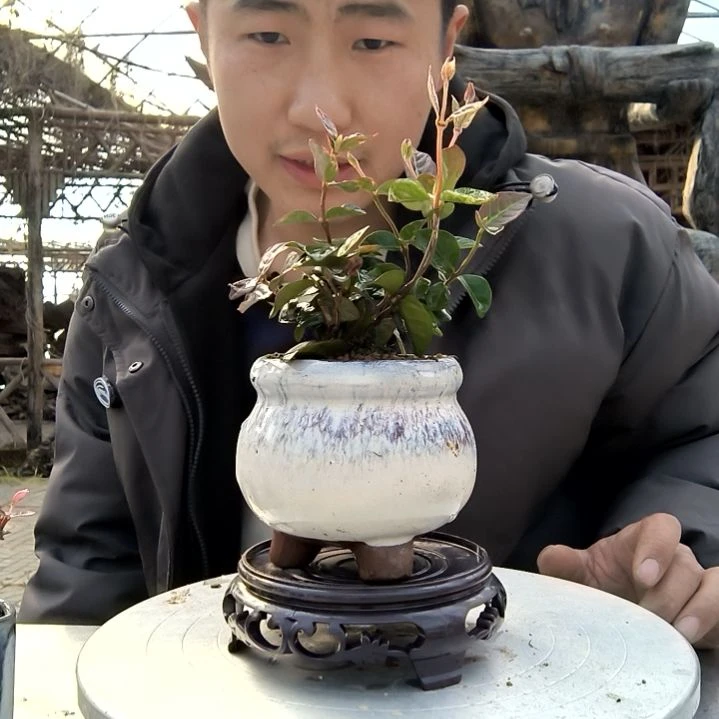 9*2小盆景小植物一物一拍199