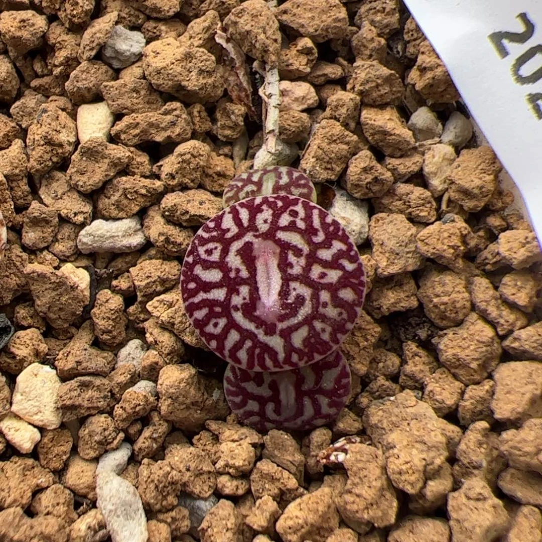 M**于0295号墨 多肉植物