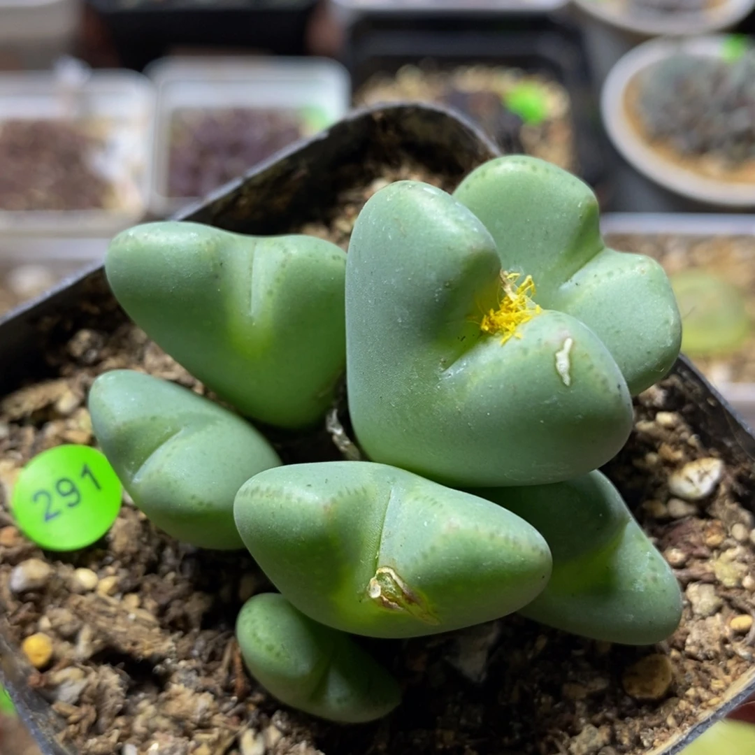 漂漂亮亮多肉植物291