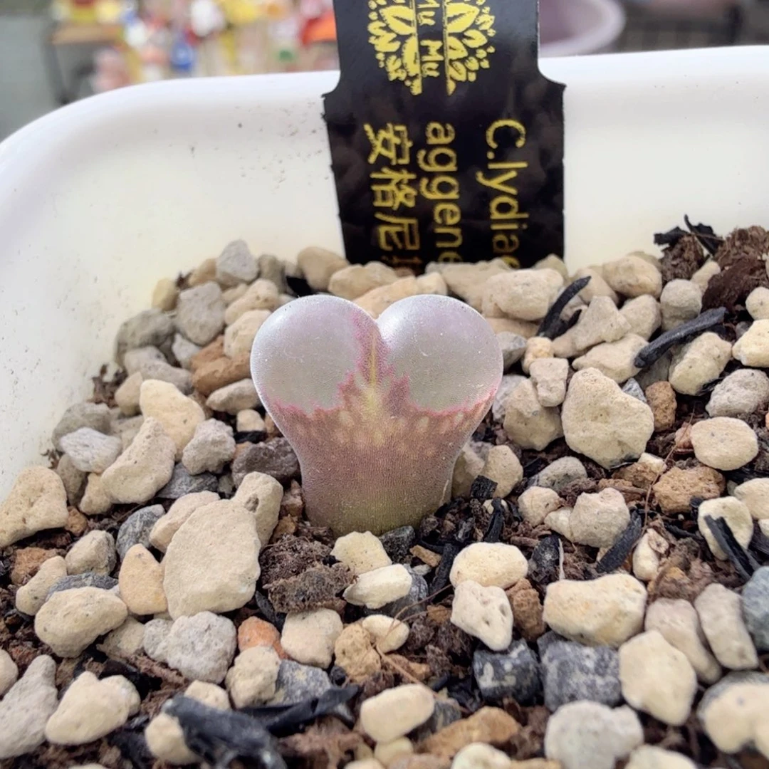 12-24-c1 安格尼斯之眼