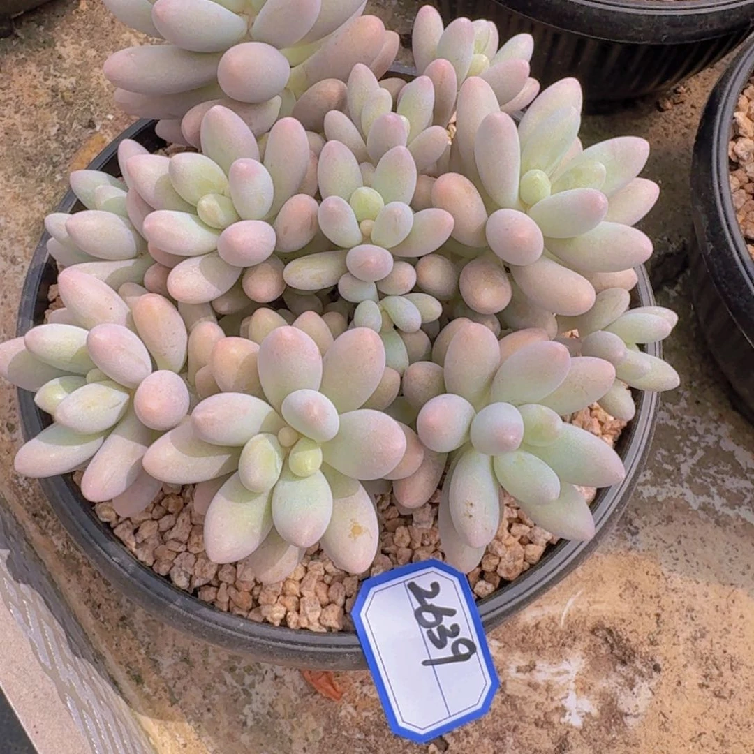 阿**?2639粉色恋人凡艺多肉
