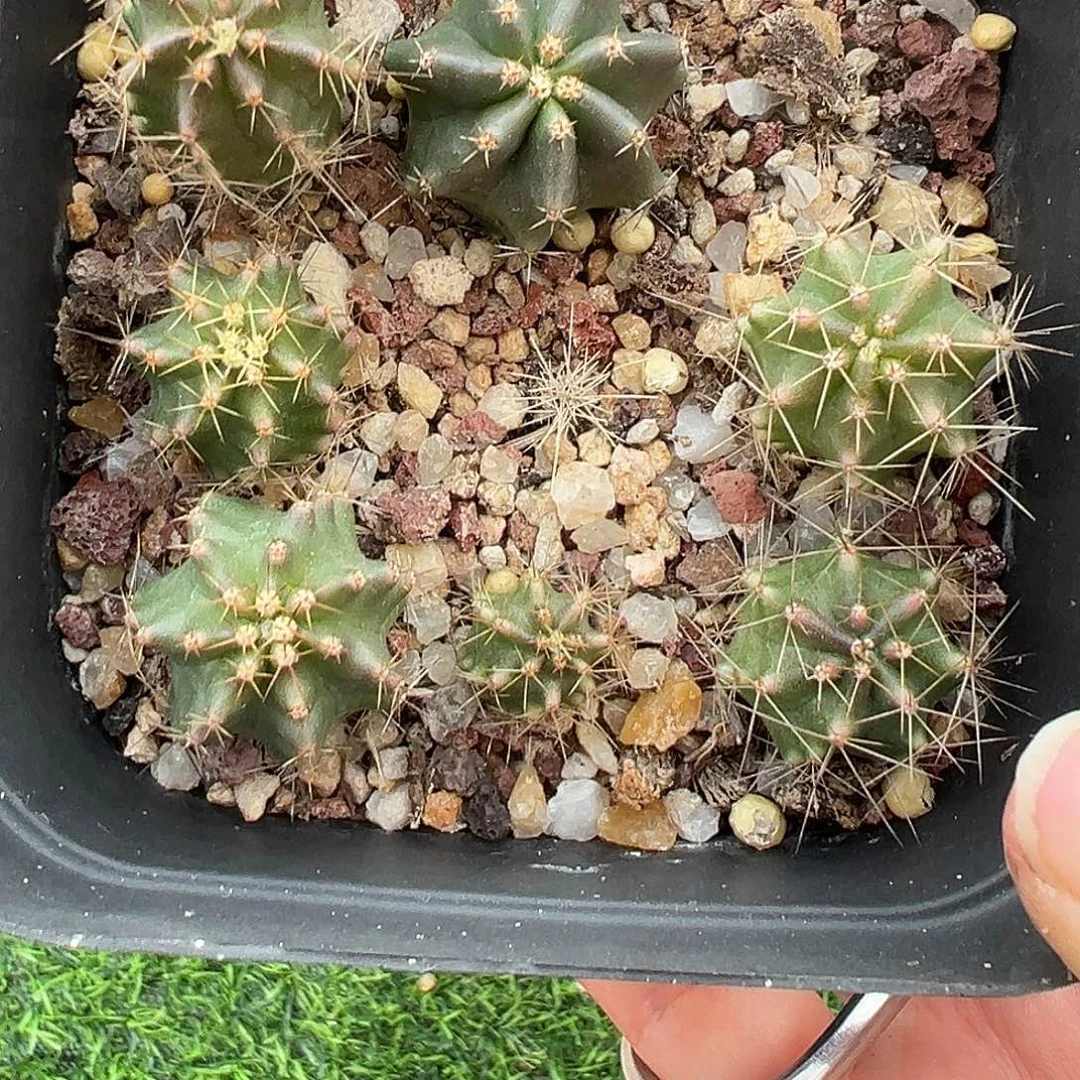 803 虾共 7 棵清货满 39 包邮，非偏远地区