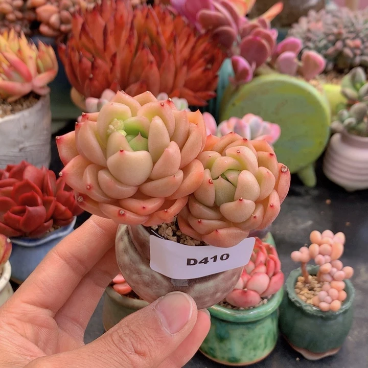 一物一拍满38包邮D410