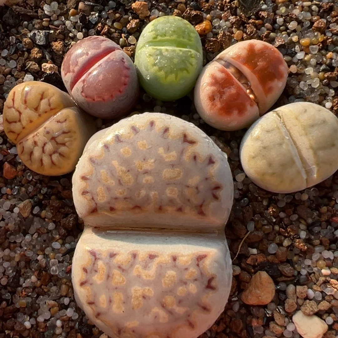 饼干组合带盆多肉